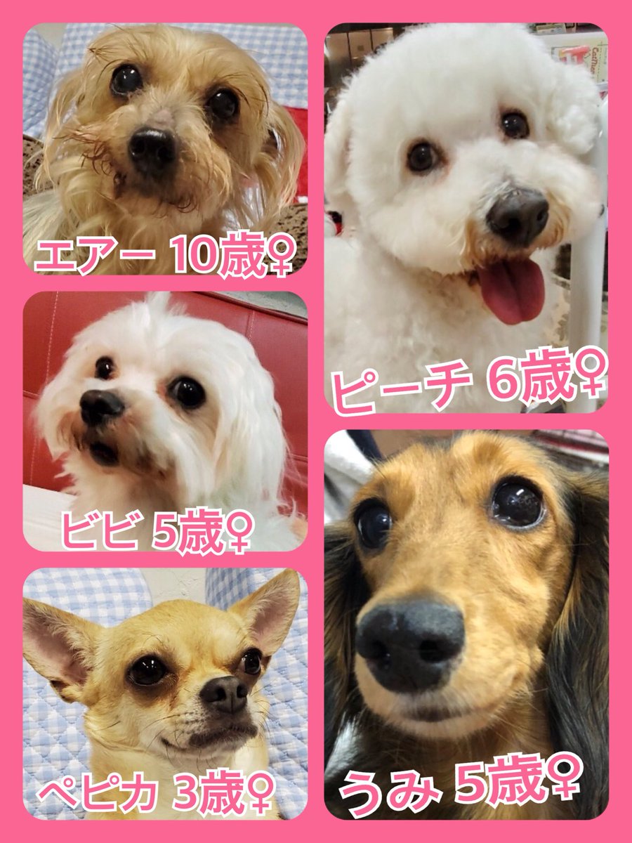 🐾今日の里親様募集中ワンコ🐶メンバーです🐾2020,4,14